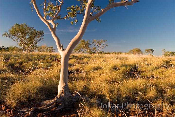 Lawn Hill_20070814_087.jpg
